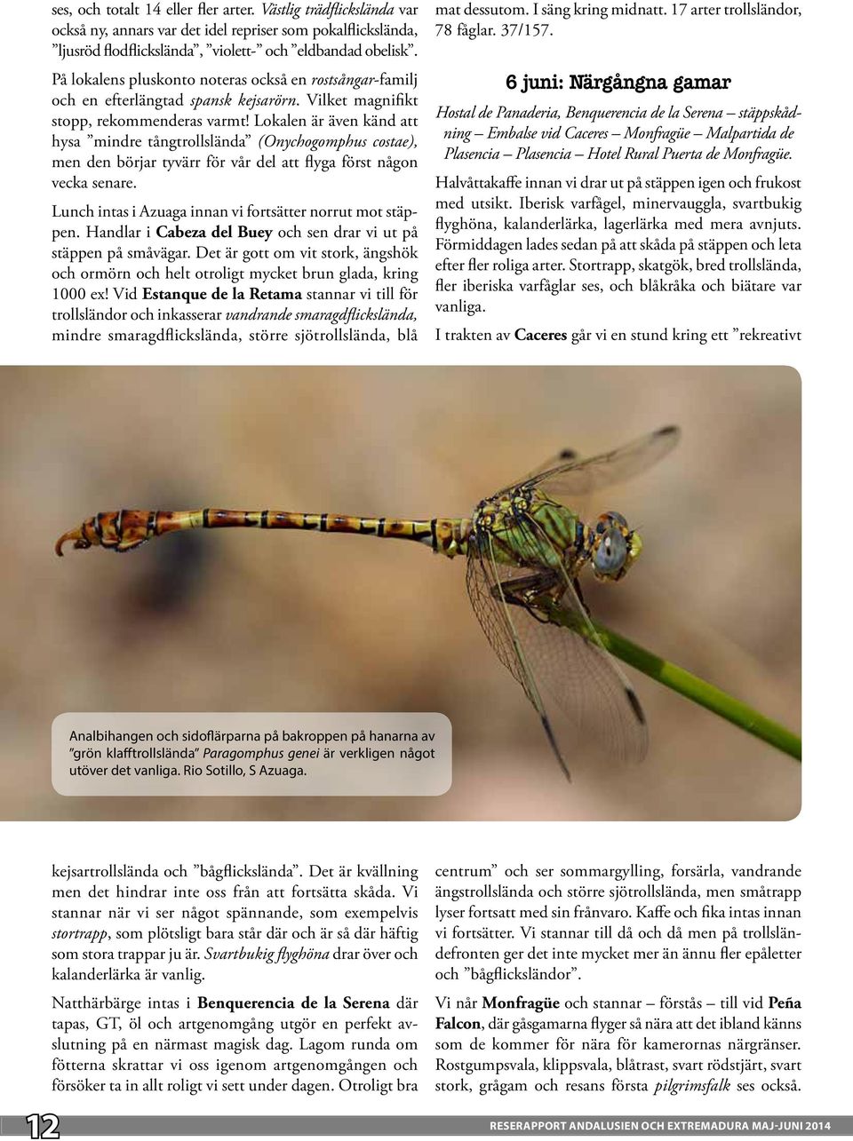 Lokalen är även känd att hysa mindre tångtrollslända (Onychogomphus costae), men den börjar tyvärr för vår del att flyga först någon vecka senare.