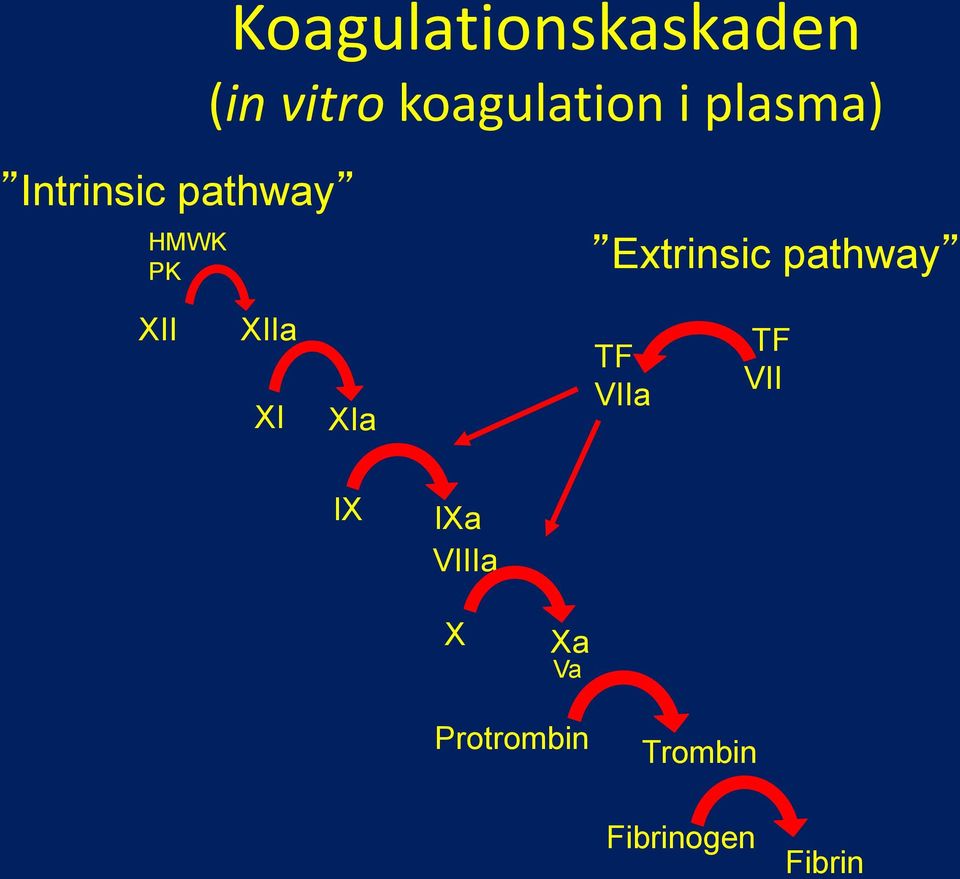 pathway XII XIIa XI XIa TF VIIa TF VII IX IXa