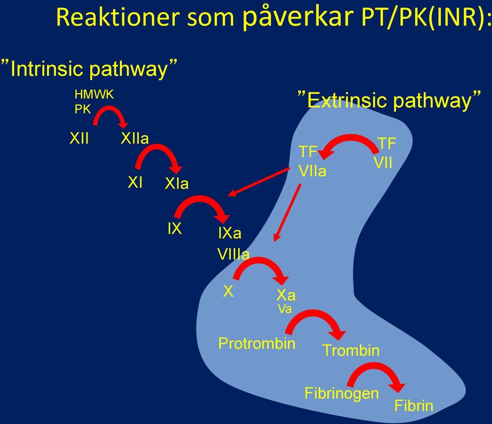 pathway XII XIIa XI XIa TF VIIa TF VII IX