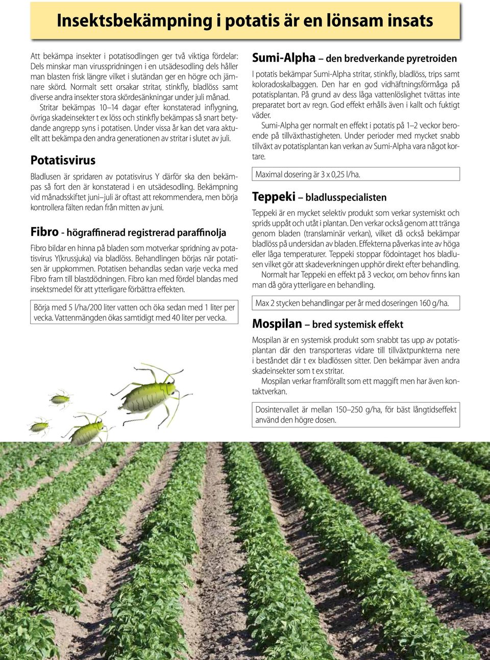 Stritar bekämpas 10 14 dagar efter konstaterad inflygning, övriga skadeinsekter t ex löss och stinkfly bekämpas så snart betydande angrepp syns i potatisen.