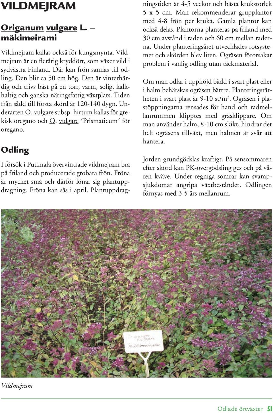 vulgare subsp. hirtum kallas för grekisk oregano och O. vulgare Prismaticum för oregano. I försök i Puumala övervintrade vildmejram bra på friland och producerade grobara frön.