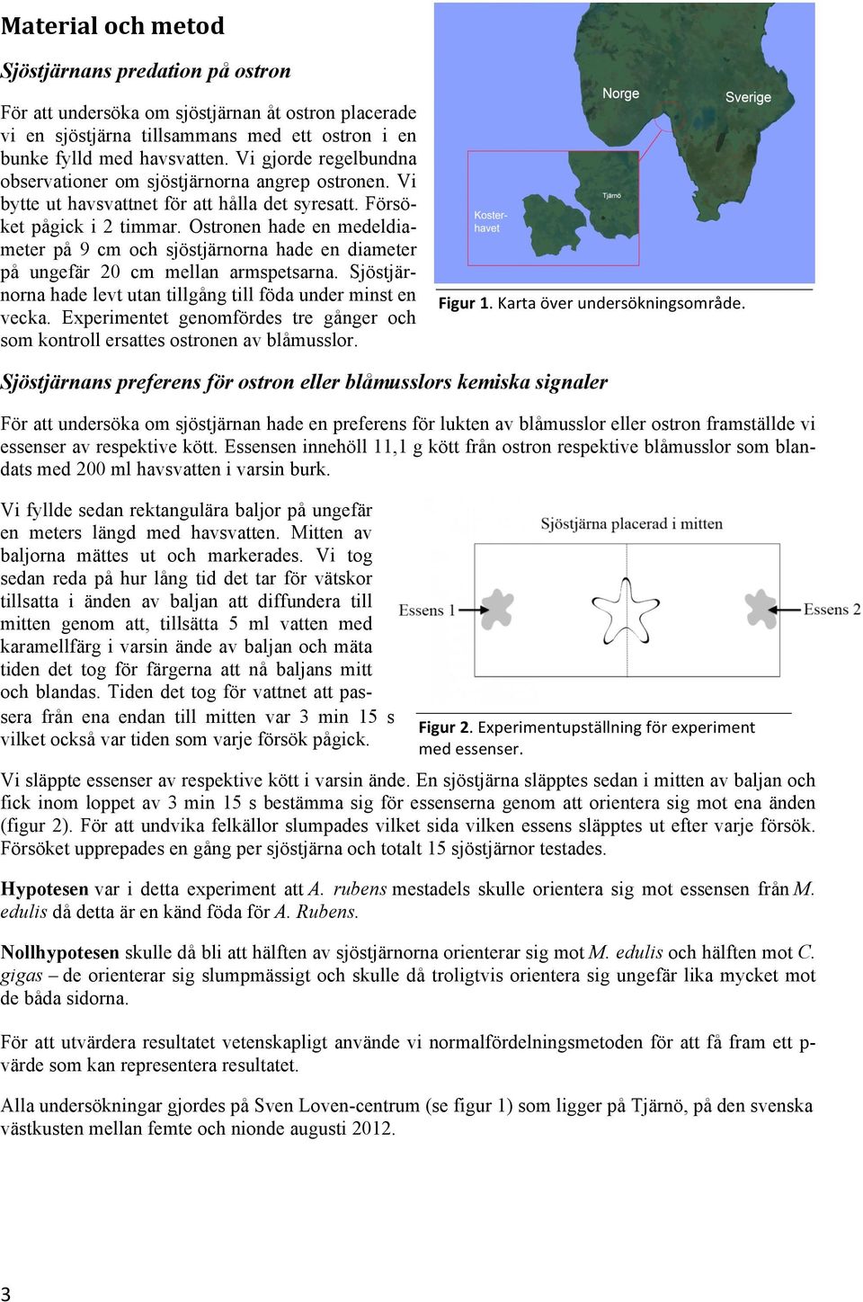 Ostronen hade en medeldiameter på 9 cm och sjöstjärnorna hade en diameter på ungefär 20 cm mellan armspetsarna. Sjöstjärnorna hade levt utan tillgång till föda under minst en vecka.