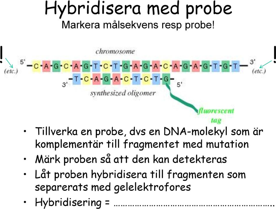 fragmentet med mutation Märk proben så att den kan detekteras Låt