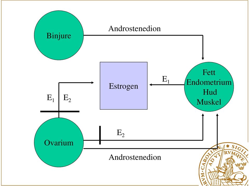 Endometrium Hud Muskel