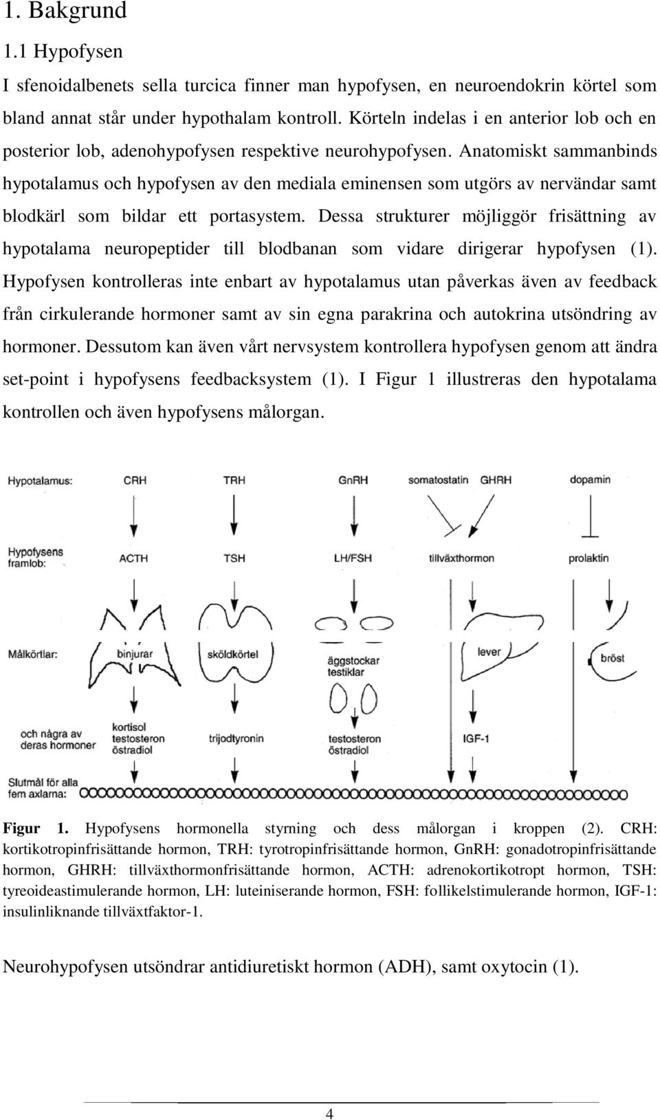 Anatomiskt sammanbinds hypotalamus och hypofysen av den mediala eminensen som utgörs av nervändar samt blodkärl som bildar ett portasystem.