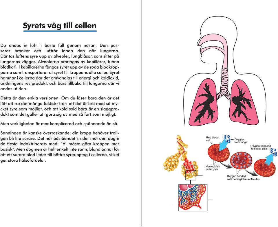 I kapillärerna fångas syret upp av de röda blodkropparna som transporterar ut syret till kroppens alla celler.