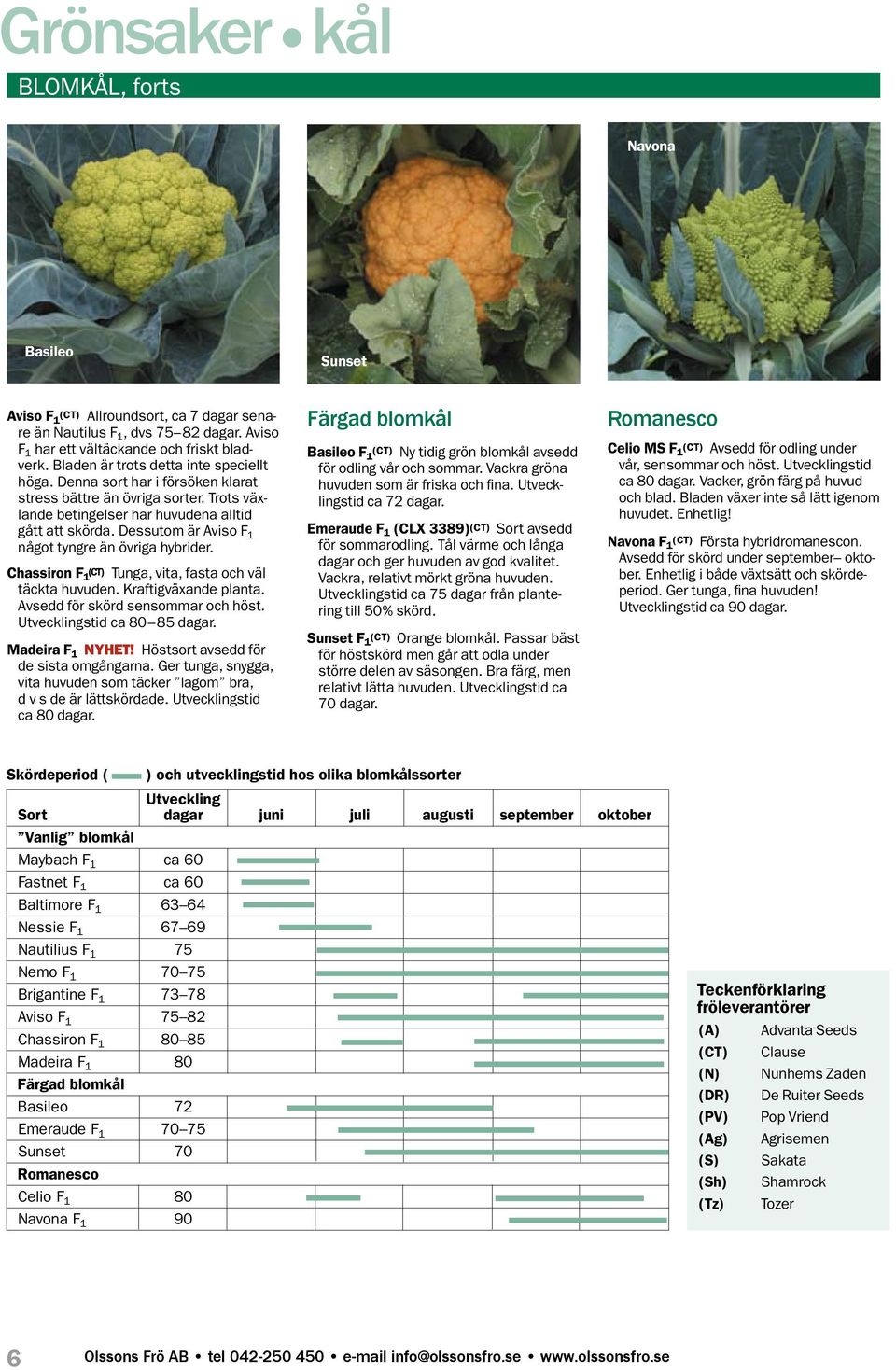 Dessutom är Aviso F 1 något tyngre än övriga hybrider. Chassiron F 1 (CT) Tunga, vita, fasta och väl täckta huvuden. Kraftigväxande planta. Avsedd för skörd sensommar och höst.