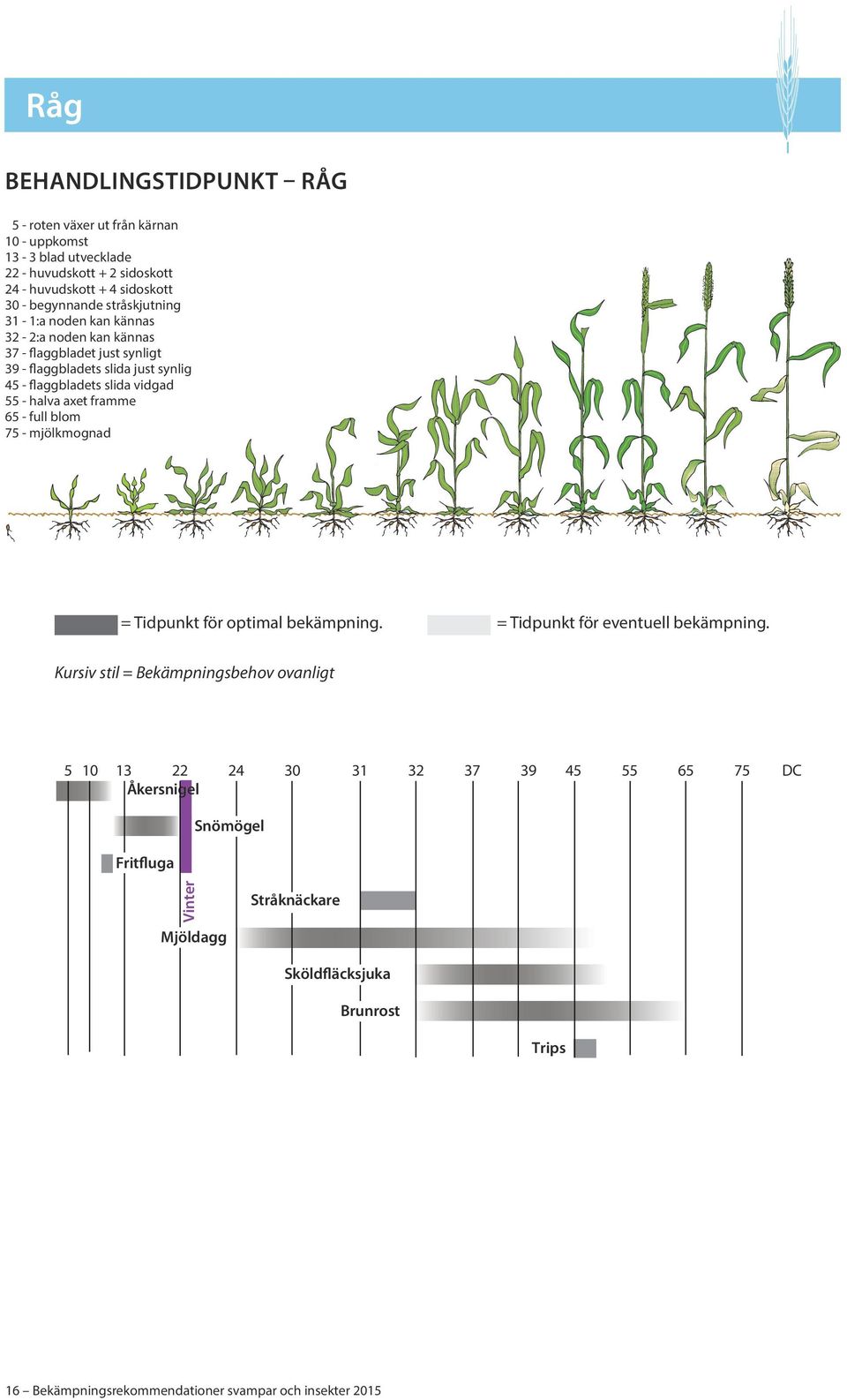vidgad 55 - halva axet framme 65 - full blom 75 - mjölkmognad = Tidpunkt för optimal bekämpning. = Tidpunkt för eventuell bekämpning.