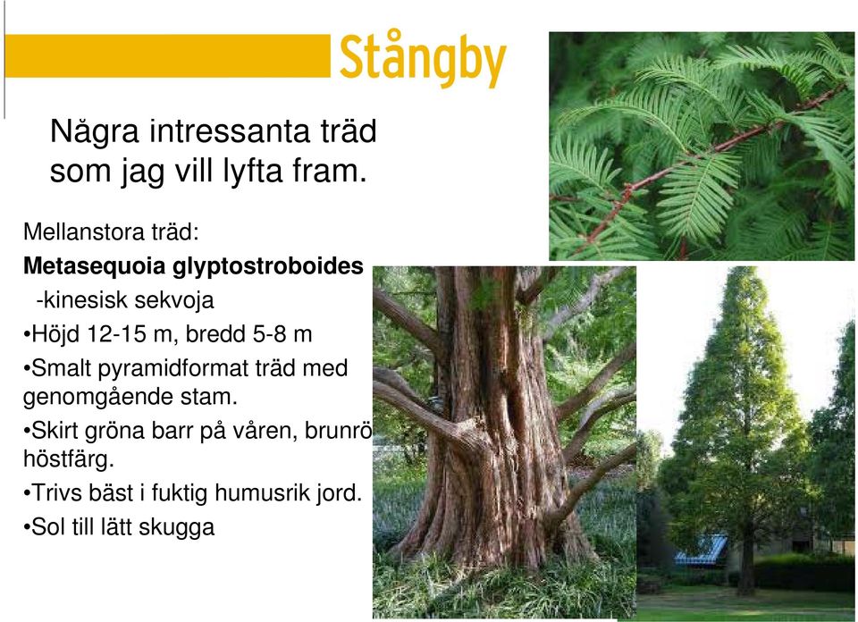 Höjd 12-15 m, bredd 5-8 m Smalt pyramidformat träd med genomgående stam.