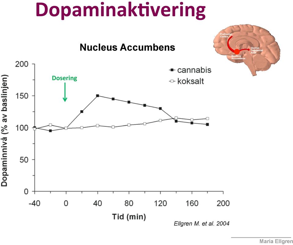 Accumbens