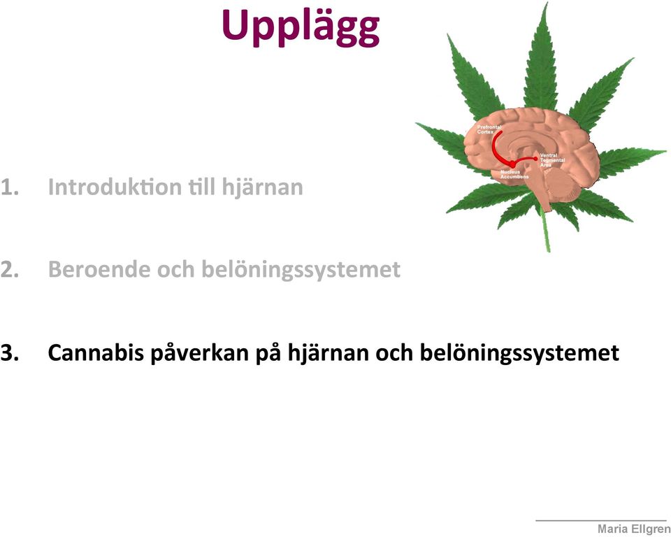 Beroende och belöningssystemet