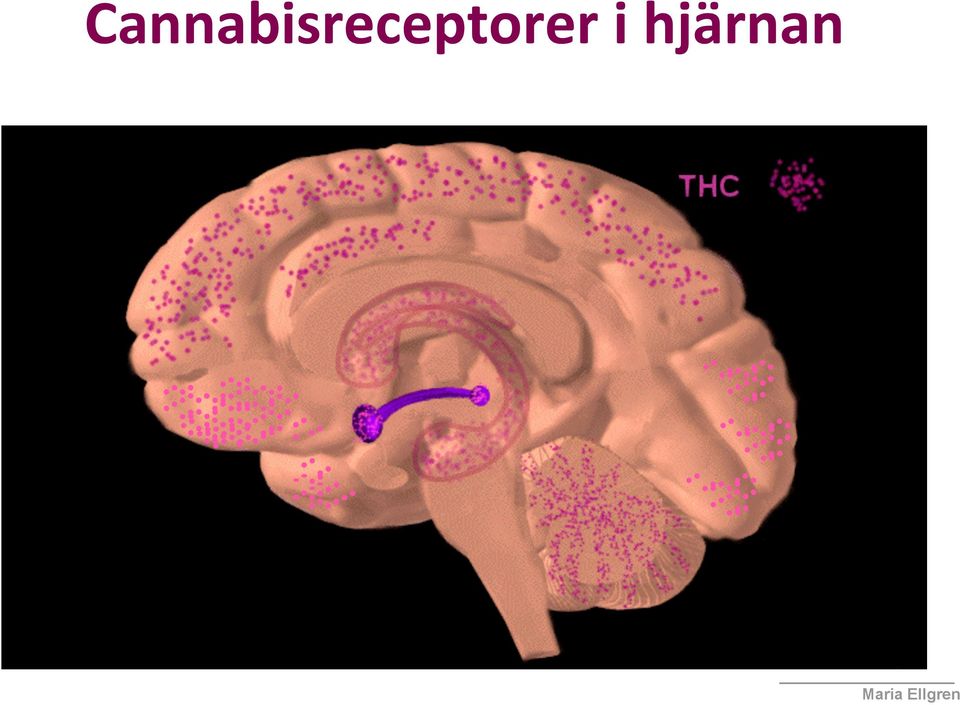 National Institute on Drug