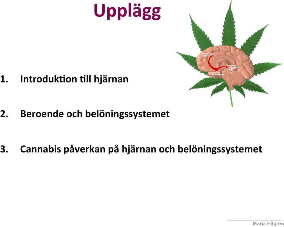 Beroende och belöningssystemet