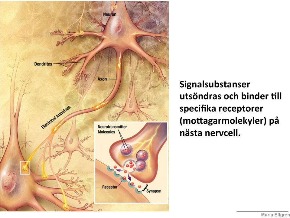 på nästa nervcell.