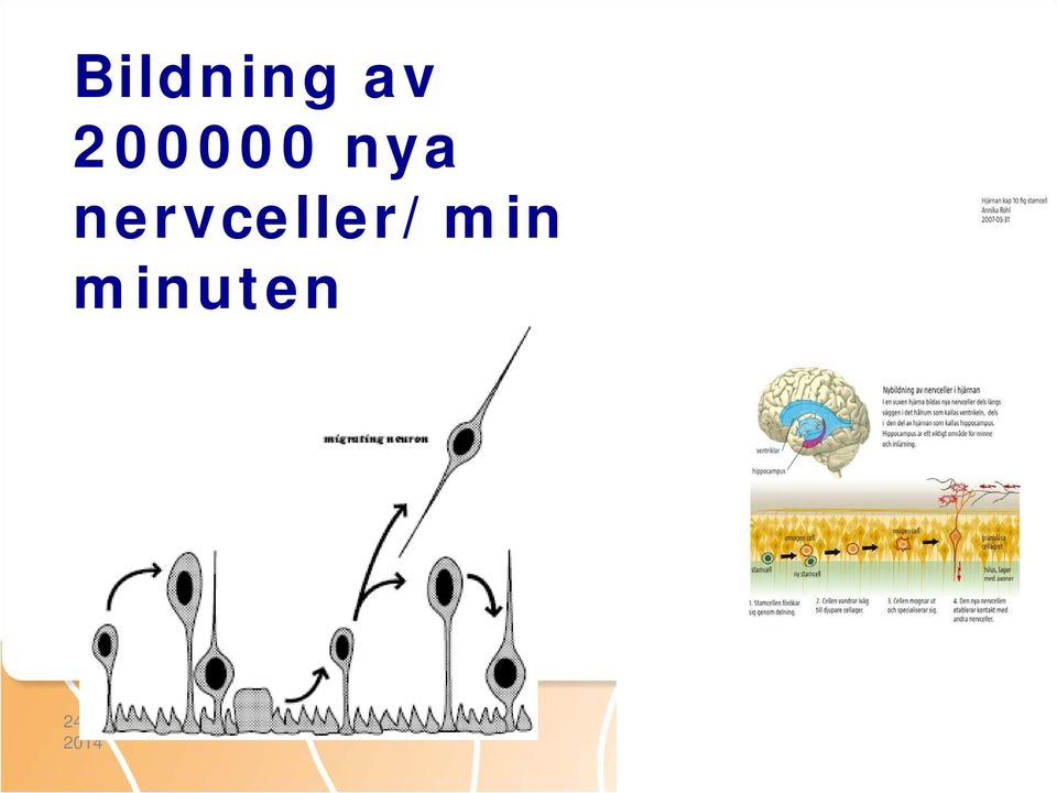 nervceller/min