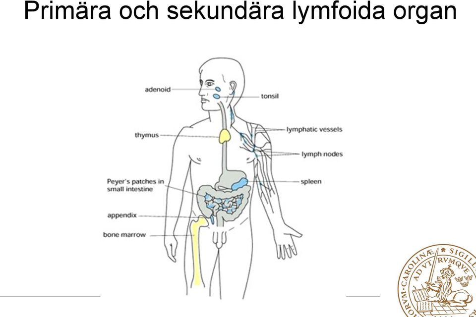 sekundära