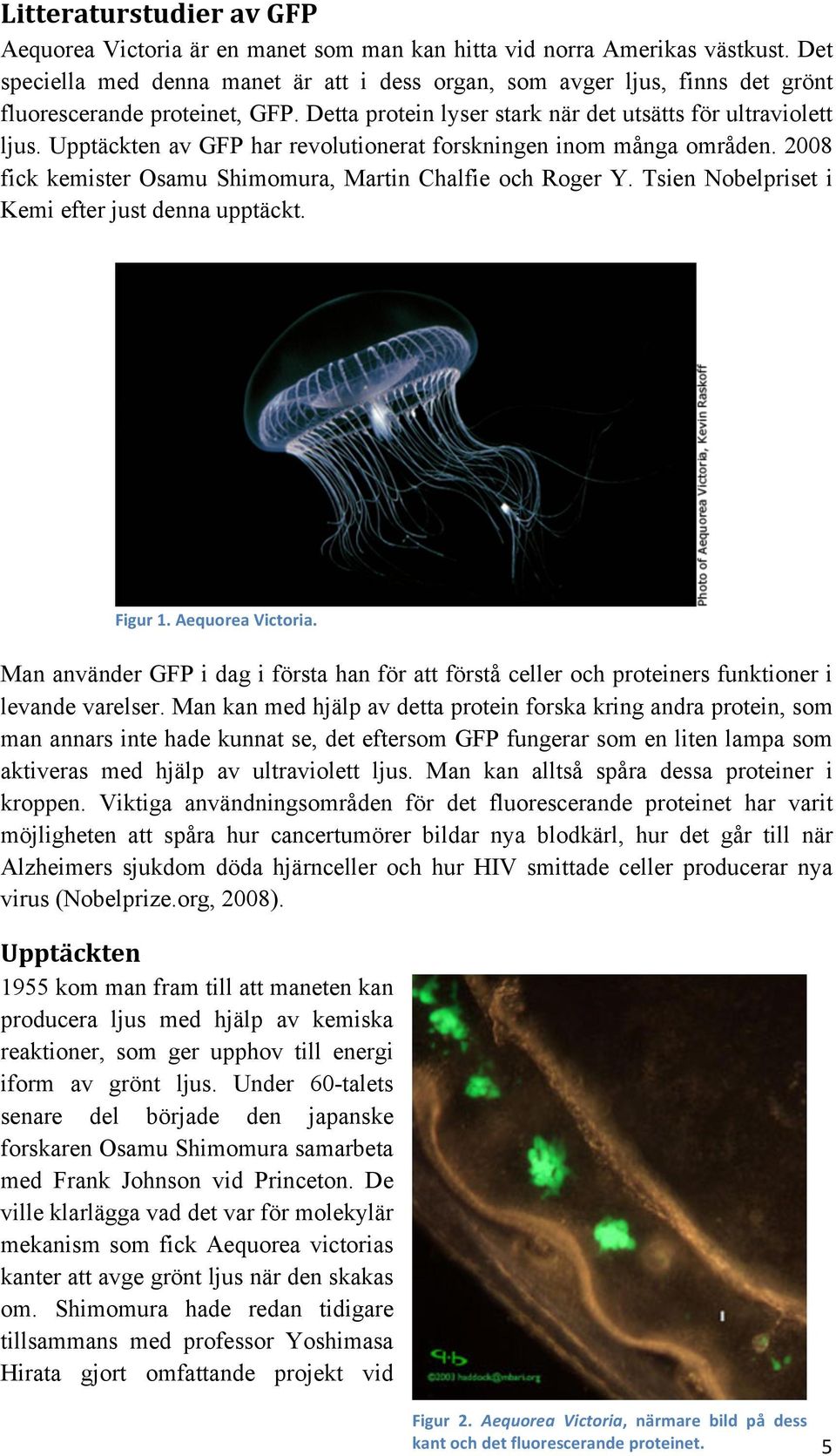 Upptäckten av GFP har revolutionerat forskningen inom många områden. 2008 fick kemister Osamu Shimomura, Martin Chalfie och Roger Y. Tsien Nobelpriset i Kemi efter just denna upptäckt. Figur 1.