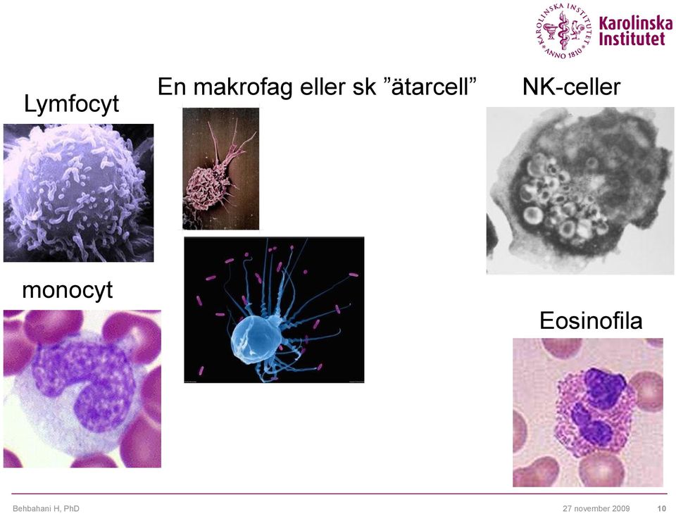 NK-celler monocyt