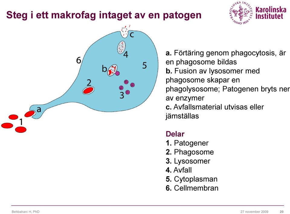 Fusion av lysosomer med phagosome skapar en phagolysosome; Patogenen bryts ner av
