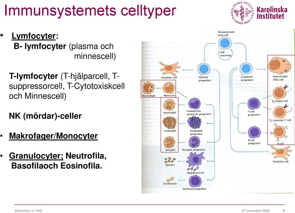 T-Cytotoxiskcell och Minnescell) NK (mördar)-celler