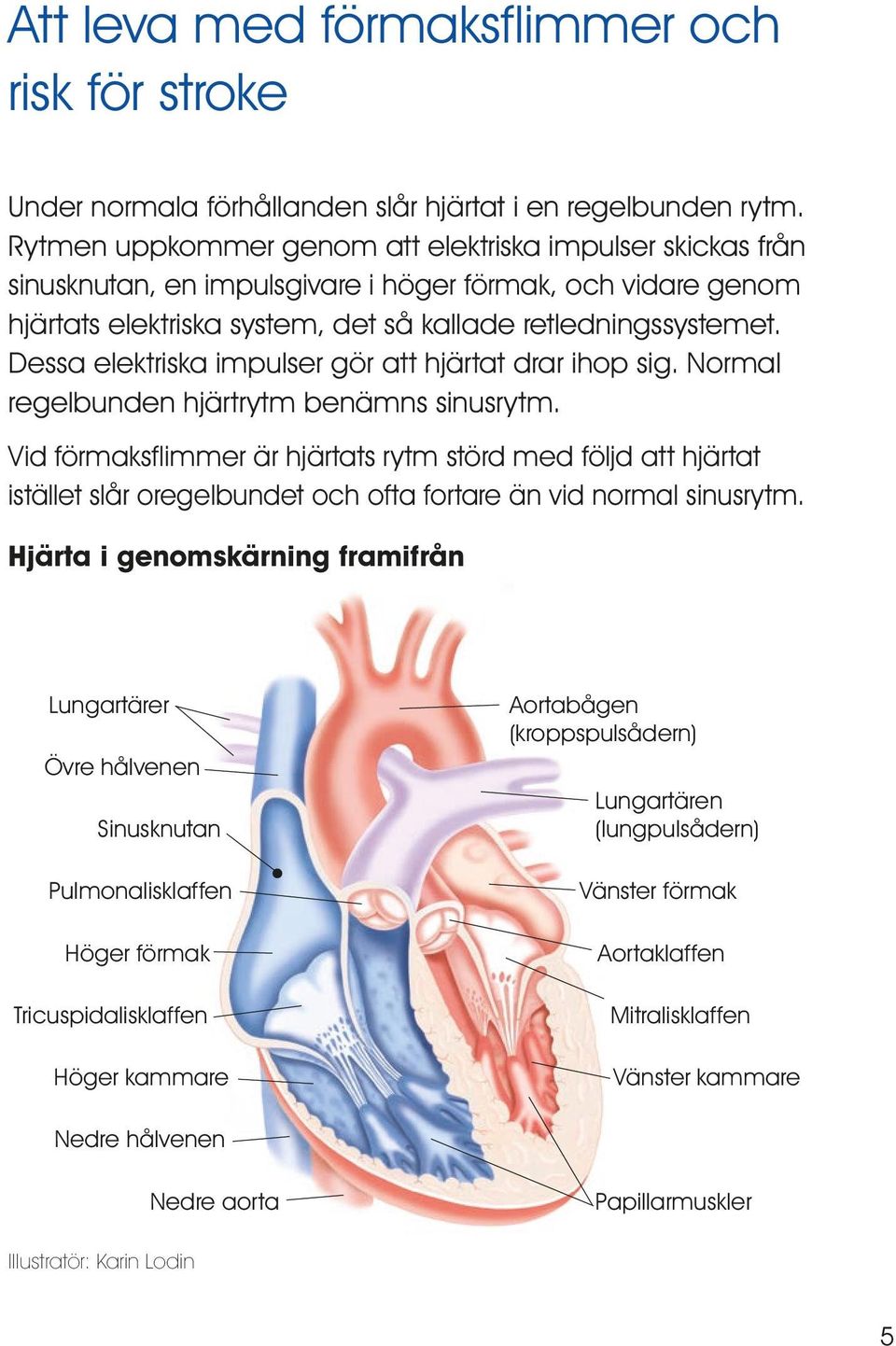 Dessa elektriska impulser gör att hjärtat drar ihop sig. Normal regelbunden hjärtrytm benämns sinusrytm.