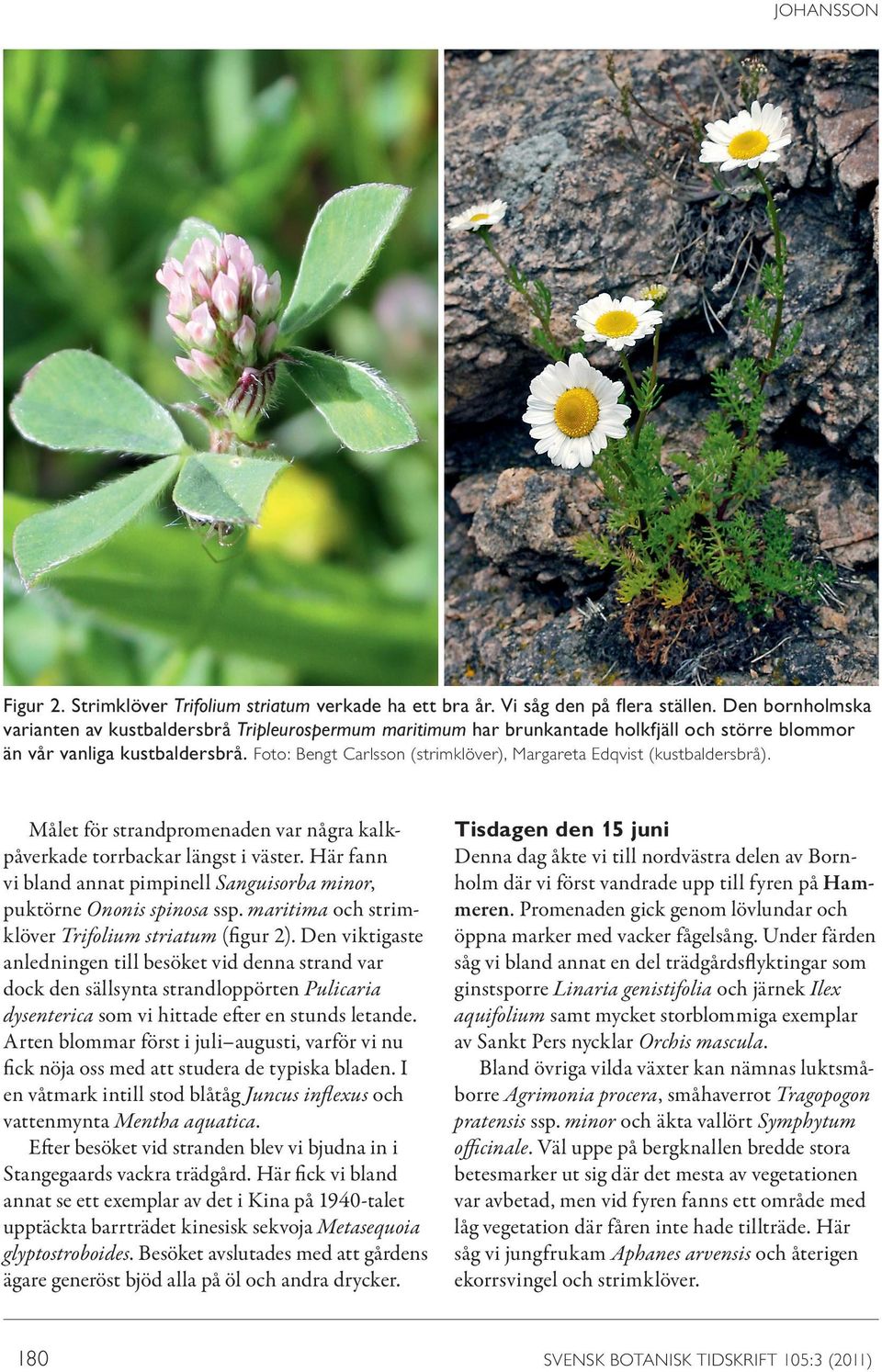 Foto: Bengt Carlsson (strimklöver), Margareta Edqvist (kustbaldersbrå). Målet för strandpromenaden var några kalkpåverkade torrbackar längst i väster.