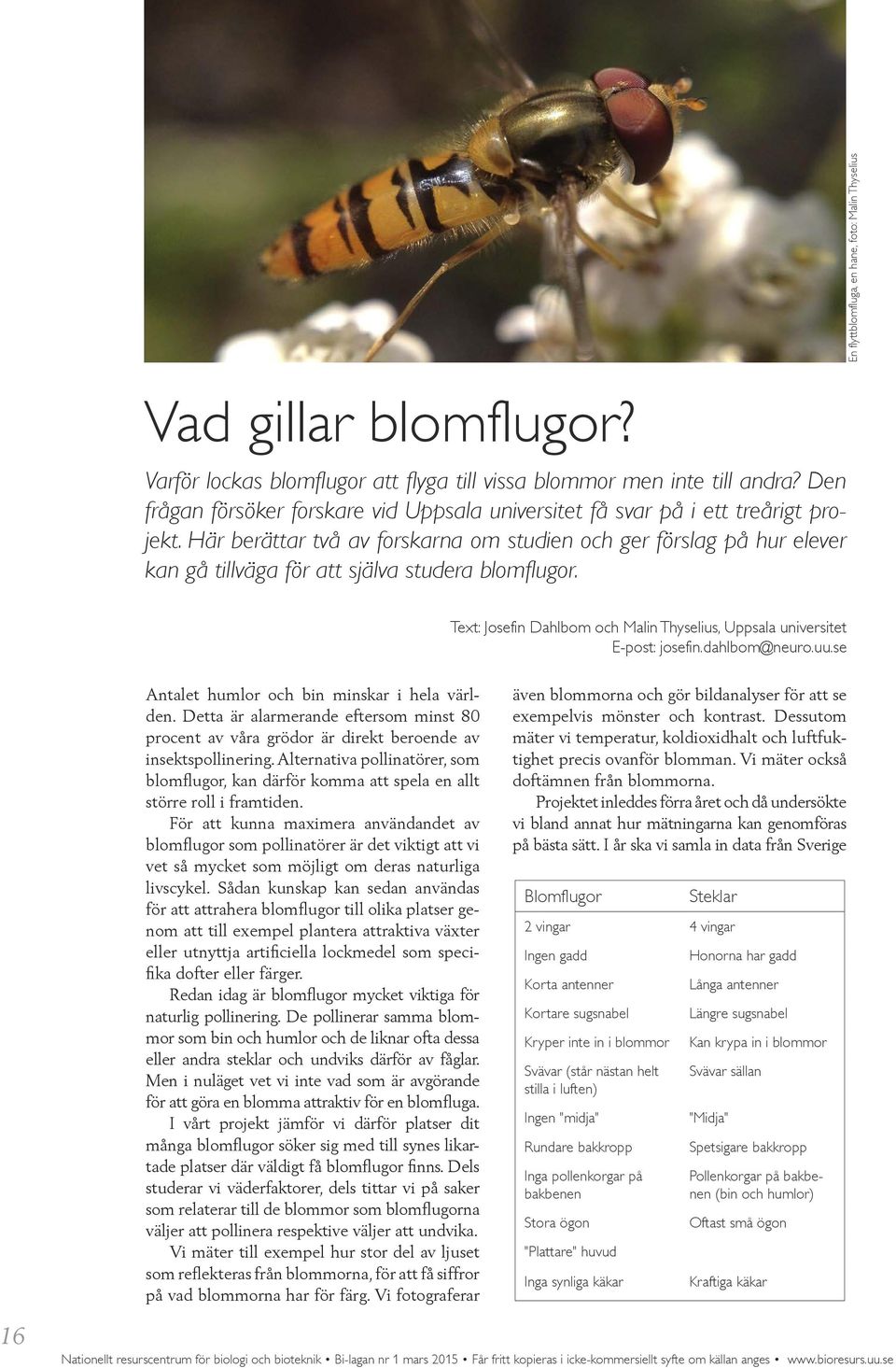 Här berättar två av forskarna om studien och ger förslag på hur elever kan gå tillväga för att själva studera blomflugor.