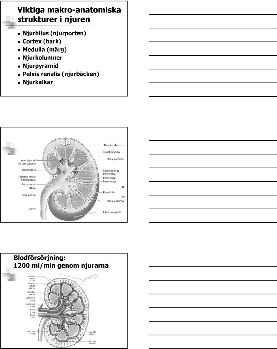 (märg) Njurkolumner Njurpyramid Pelvis renalis