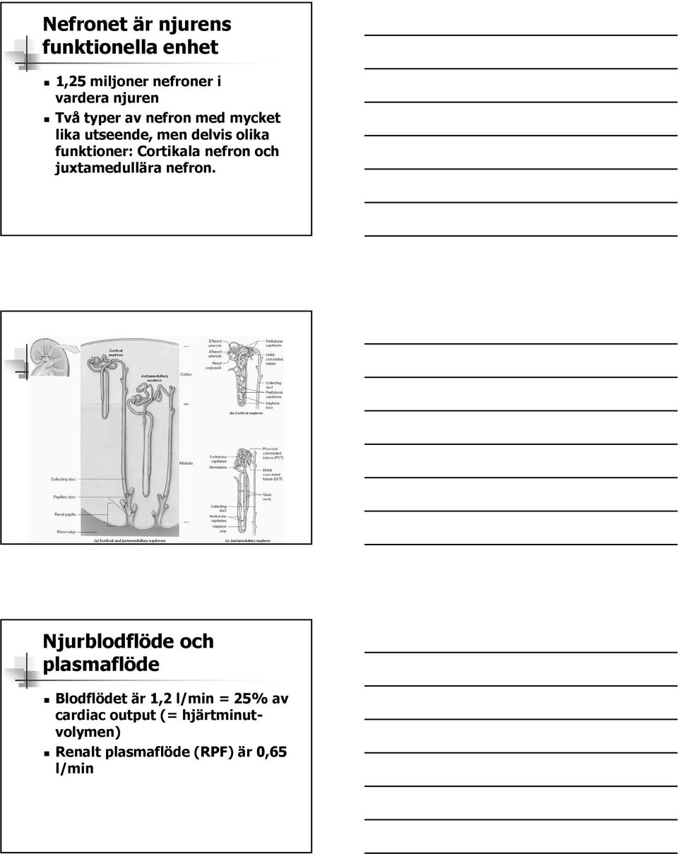 nefron och juxtamedullära nefron.