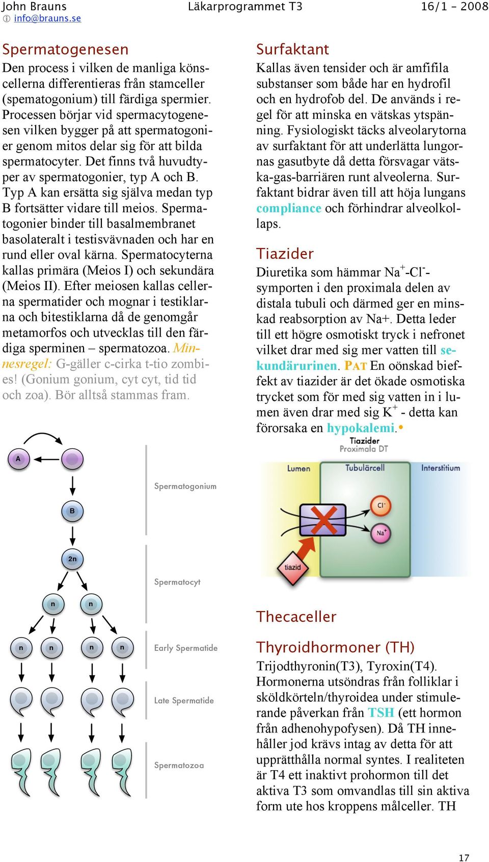 Typ A kan ersätta sig själva medan typ B fortsätter vidare till meios. Spermatogonier binder till basalmembranet basolateralt i testisvävnaden och har en rund eller oval kärna.