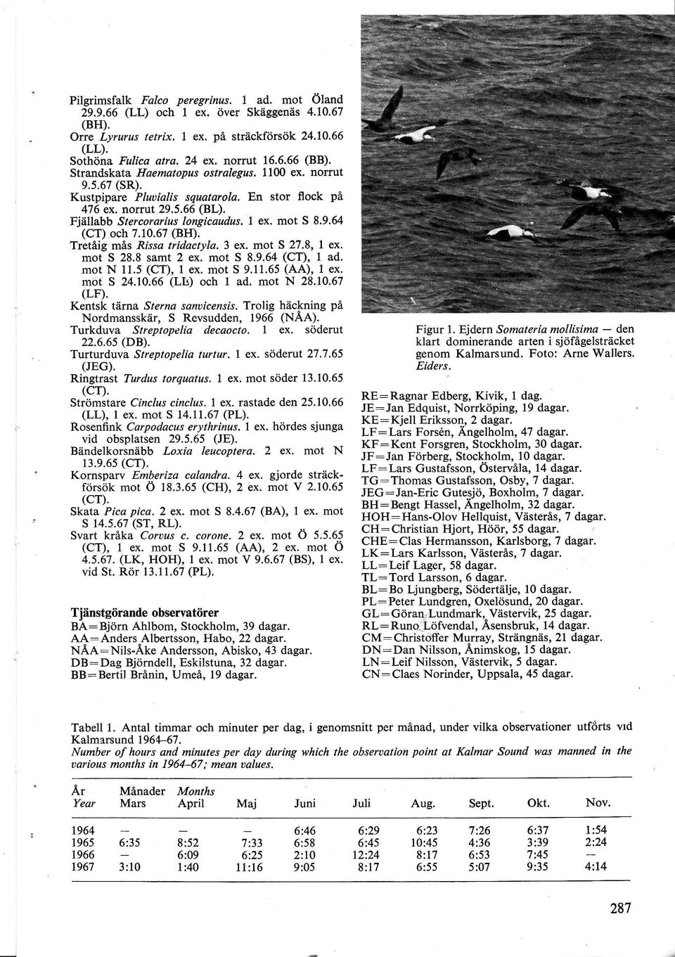 mt S 8.8 samt ex. mt S 8.9. (CT), ad. mt. (CT), ex. mt S 9.. (AA), ex. mt S.0. (Lr) h ad. mt 8.0. (LF). Kentsk tärna Sterna sanuiensis. Trlig hälning på rdmansskär, S Revsudden, 9 (ÄA).