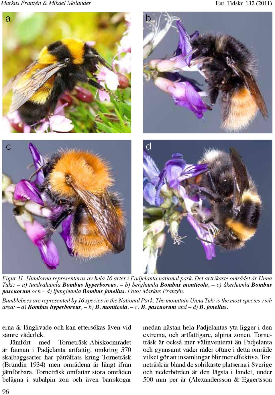 Bumblebees are represented by 16 species in the National Park. The mountain Unna Tuki is the most species-rich area: a) Bombus hyperboreus, b) B. monticola, c) B. pascuorum and d) B. jonellus.