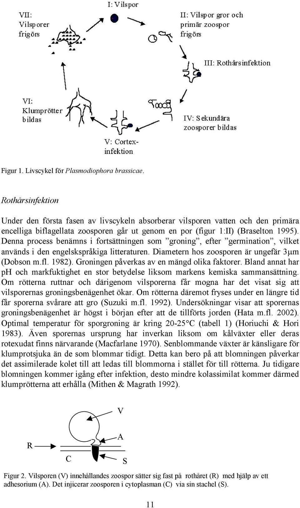 Denna process benämns i fortsättningen som groning, efter germination, vilket används i den engelskspråkiga litteraturen. Diametern hos zoosporen är ungefär 3 m (Dobson m.fl. 1982).