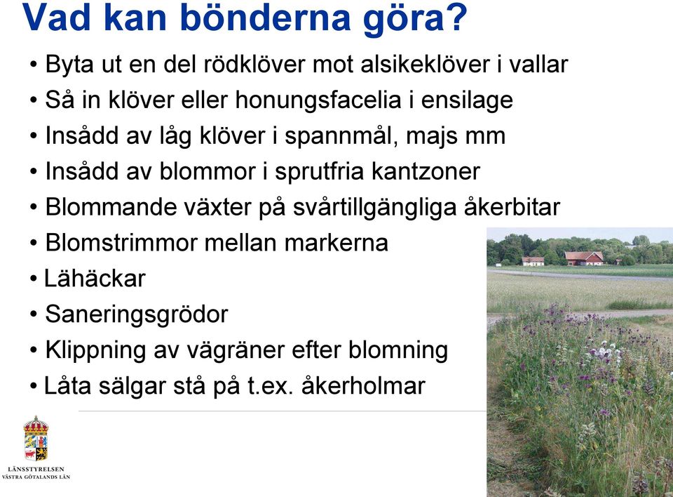 ensilage Insådd av låg klöver i spannmål, majs mm Insådd av blommor i sprutfria kantzoner