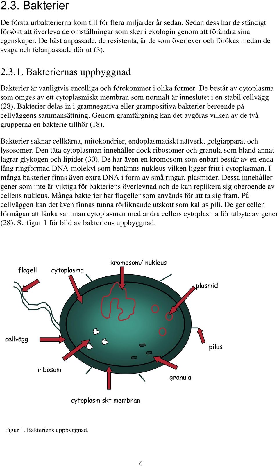 Bakteriernas uppbyggnad Bakterier är vanligtvis encelliga och förekommer i olika former.