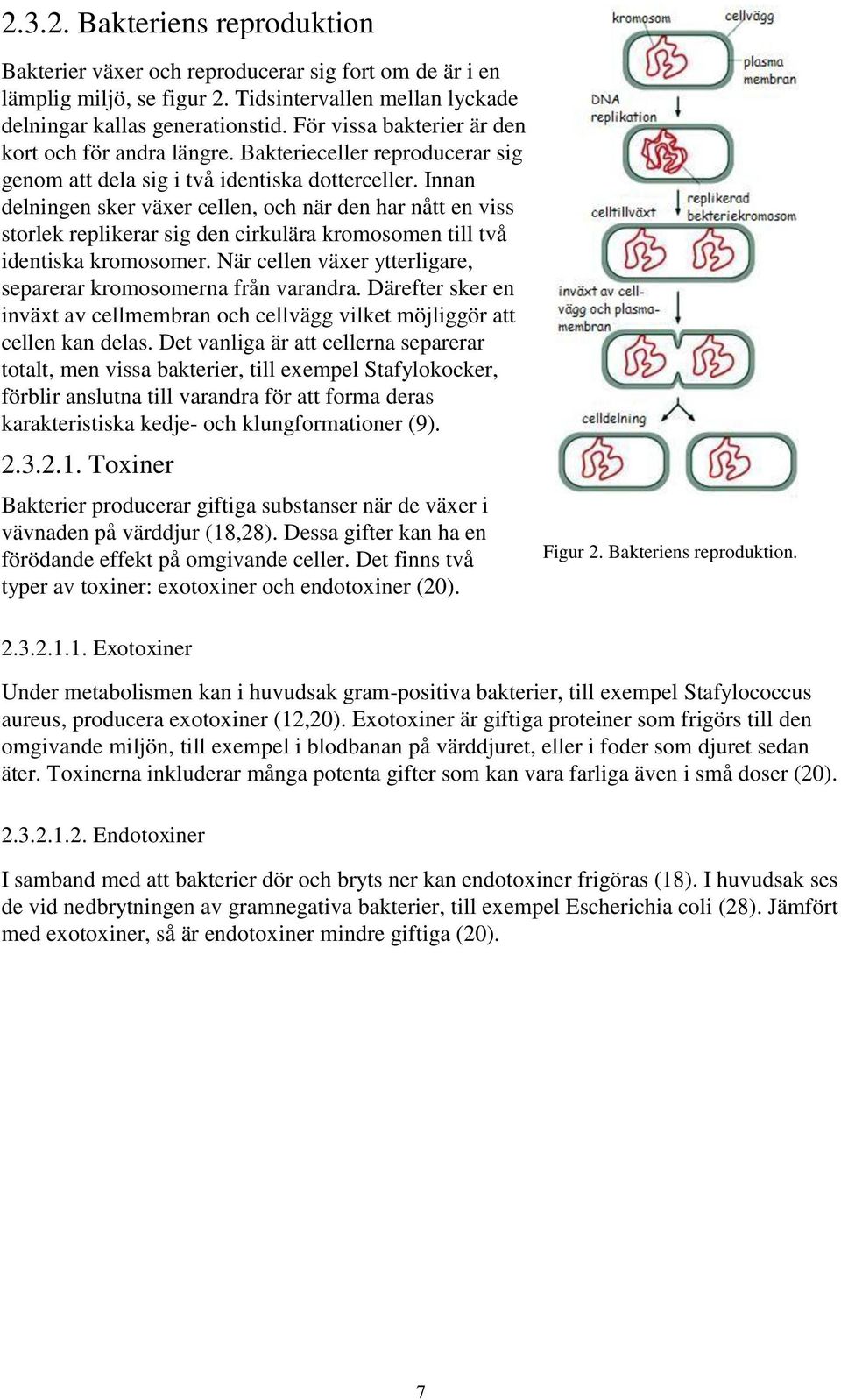 Innan delningen sker växer cellen, och när den har nått en viss storlek replikerar sig den cirkulära kromosomen till två identiska kromosomer.