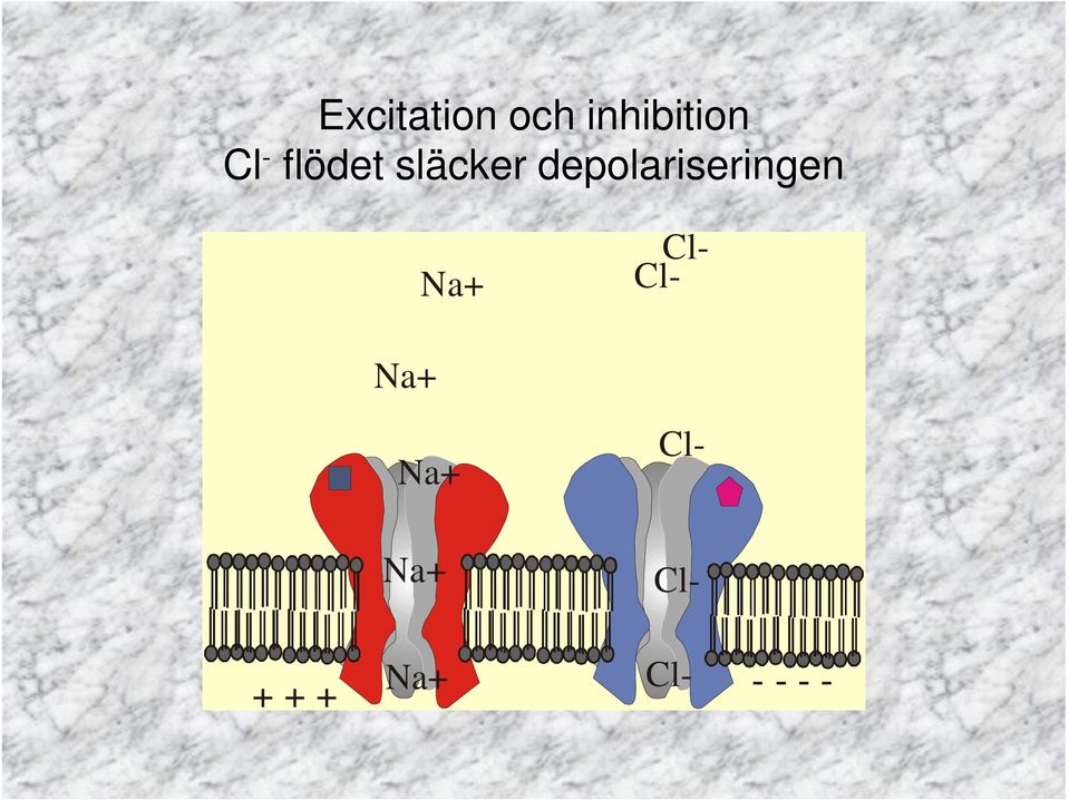 depolariseringen Na+ Na+ Na+