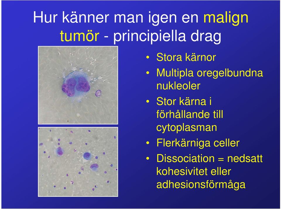 kärna i förhållande till cytoplasman Flerkärniga