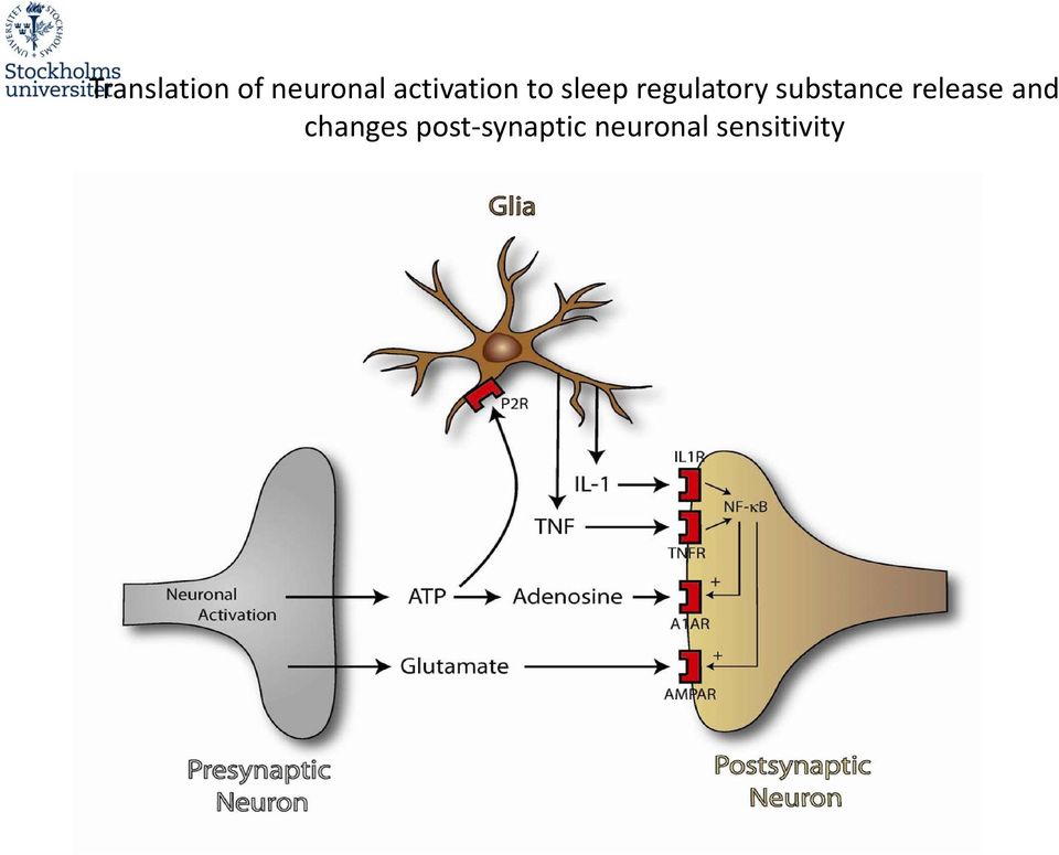 regulatory substance release