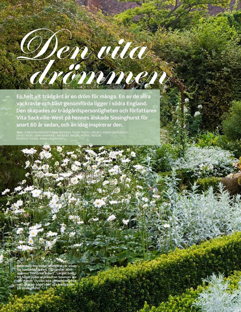 Text: ULRIKA PALMCRANTZ Foto: National Trust photo library/jonathan buckley, david dixon, john hammond, andrew lawson, penny tweedie, Rosebud tours, anna lagerman Buskmalörten