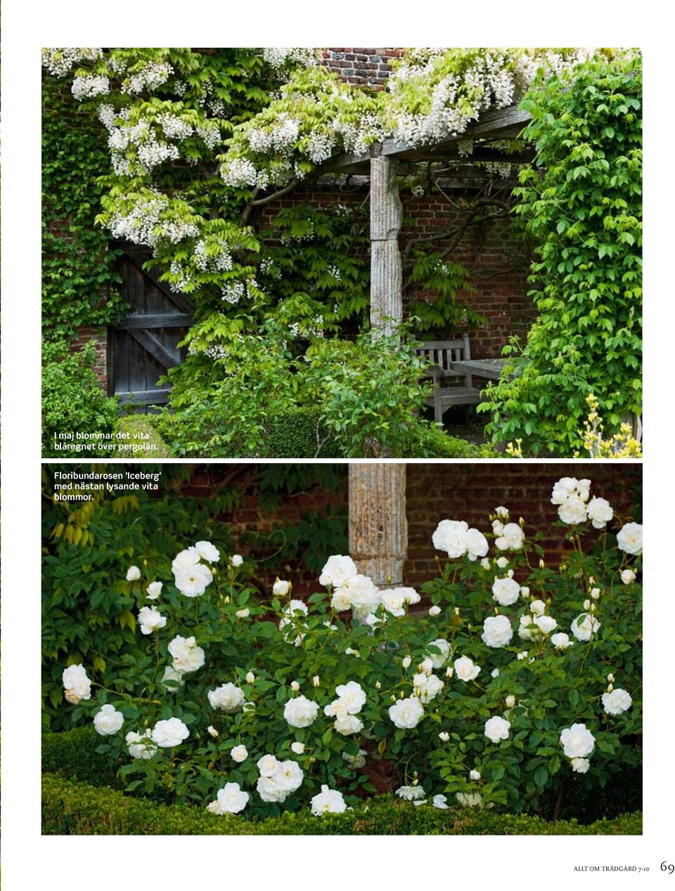 Floribundarosen Iceberg