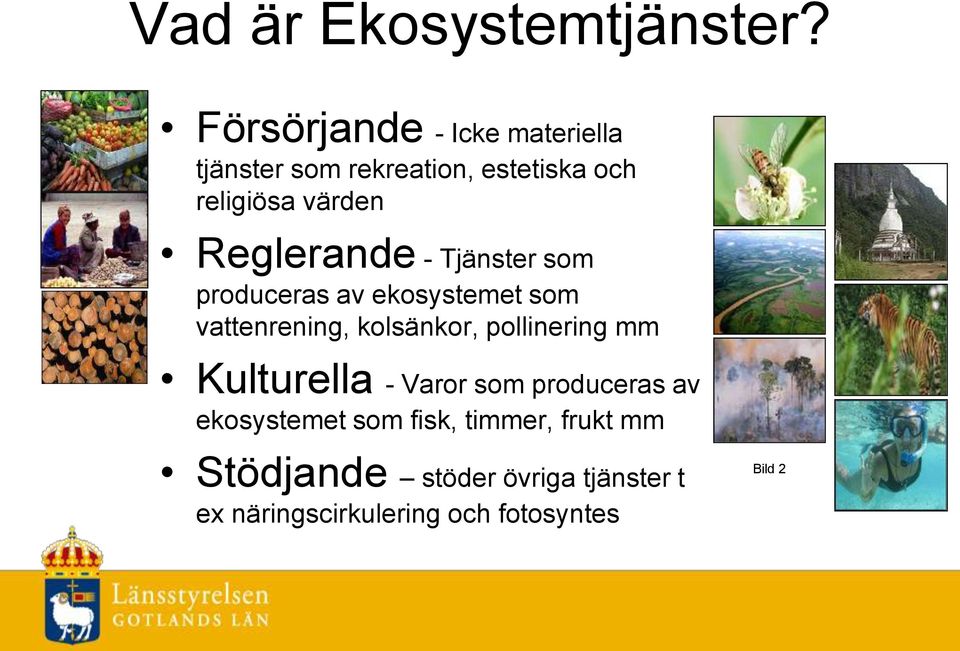 Reglerande - Tjänster som produceras av ekosystemet som vattenrening, kolsänkor,