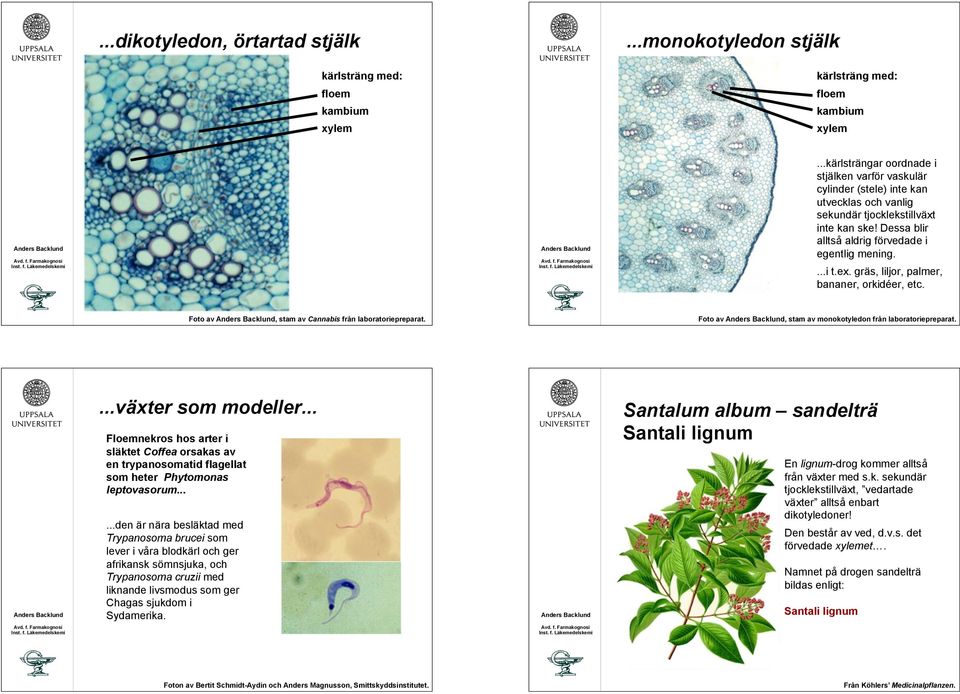 ex. gräs, liljor, palmer, bananer, orkidéer, etc. Foto av, stam av Cannabis från laboratoriepreparat. Foto av, stam av monokotyledon från laboratoriepreparat....växter som modeller.