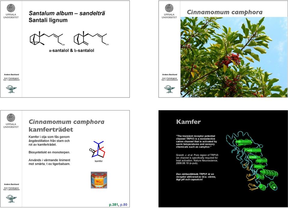 The transient receptor potential channel TRPV3 is a nonselective cation channel that is activated by warm temperatures and sensory chemicals such as camphor. Grandl, J. et al.