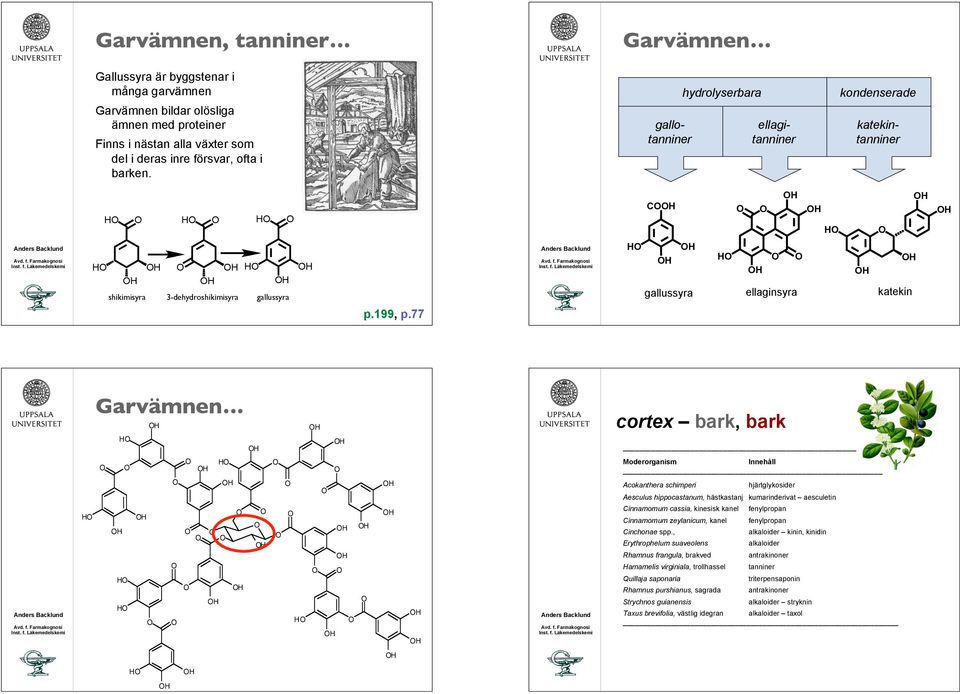 cortex bark, bark Moderorganism Innehåll Acokanthera schimperi hjärtglykosider Aesculus hippocastanum, hästkastanj kumarinderivat aesculetin Cinnamomum cassia, kinesisk kanel fenylpropan Cinnamomum