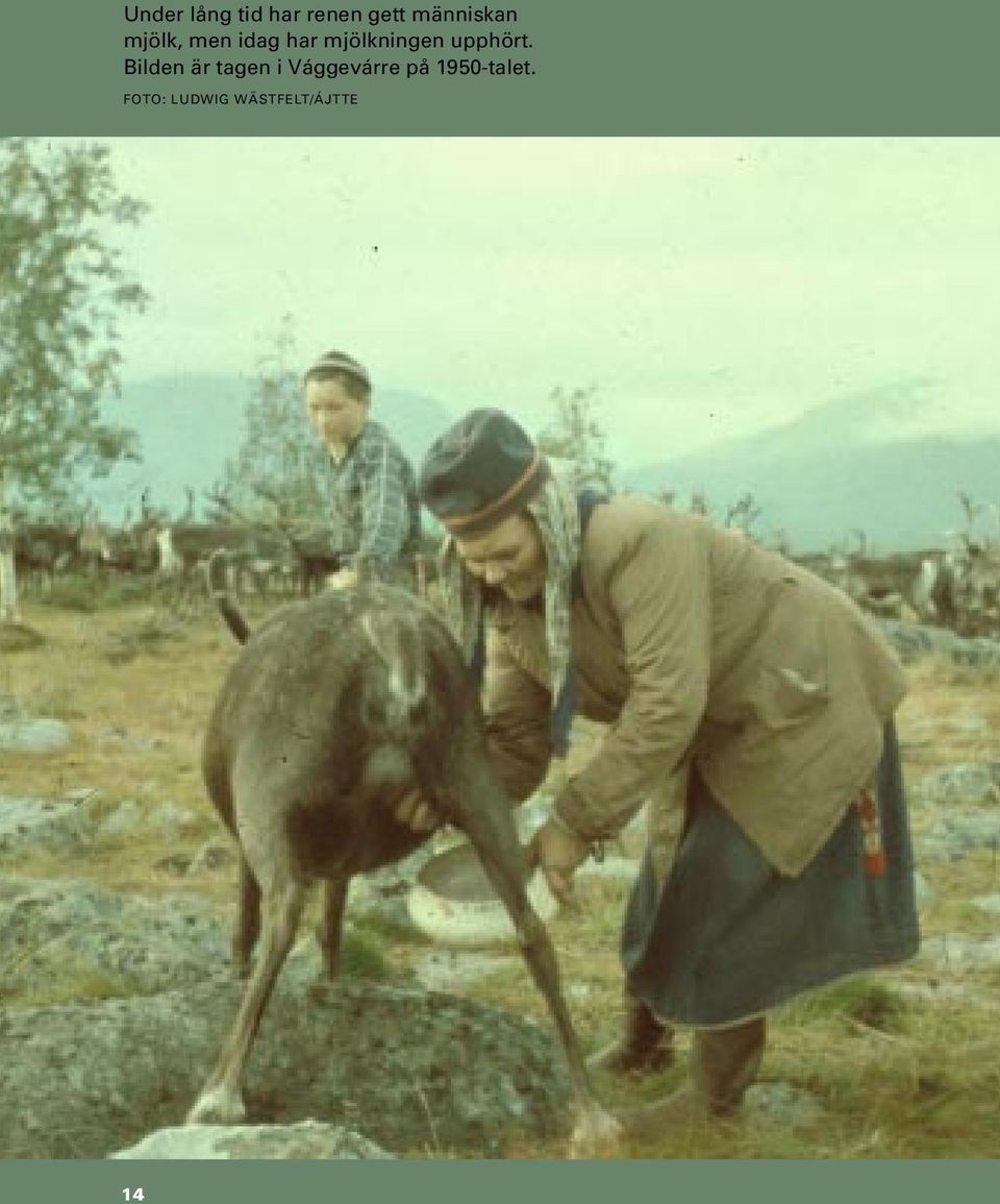 mjölkningen upphört.