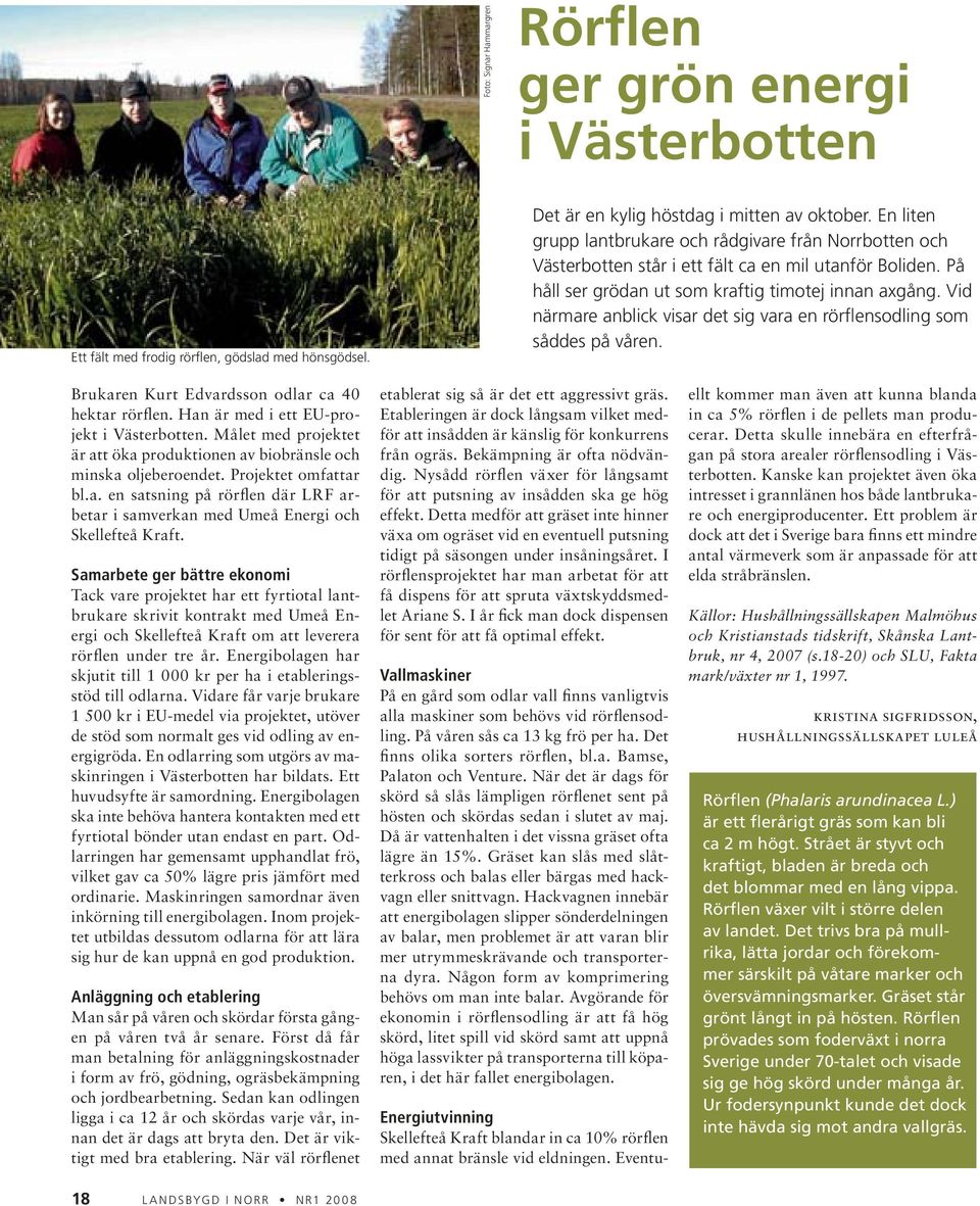 Vid närmare anblick visar det sig vara en rörflensodling som såddes på våren. Brukaren Kurt Edvardsson odlar ca 40 hektar rörflen. Han är med i ett EU-projekt i Västerbotten.