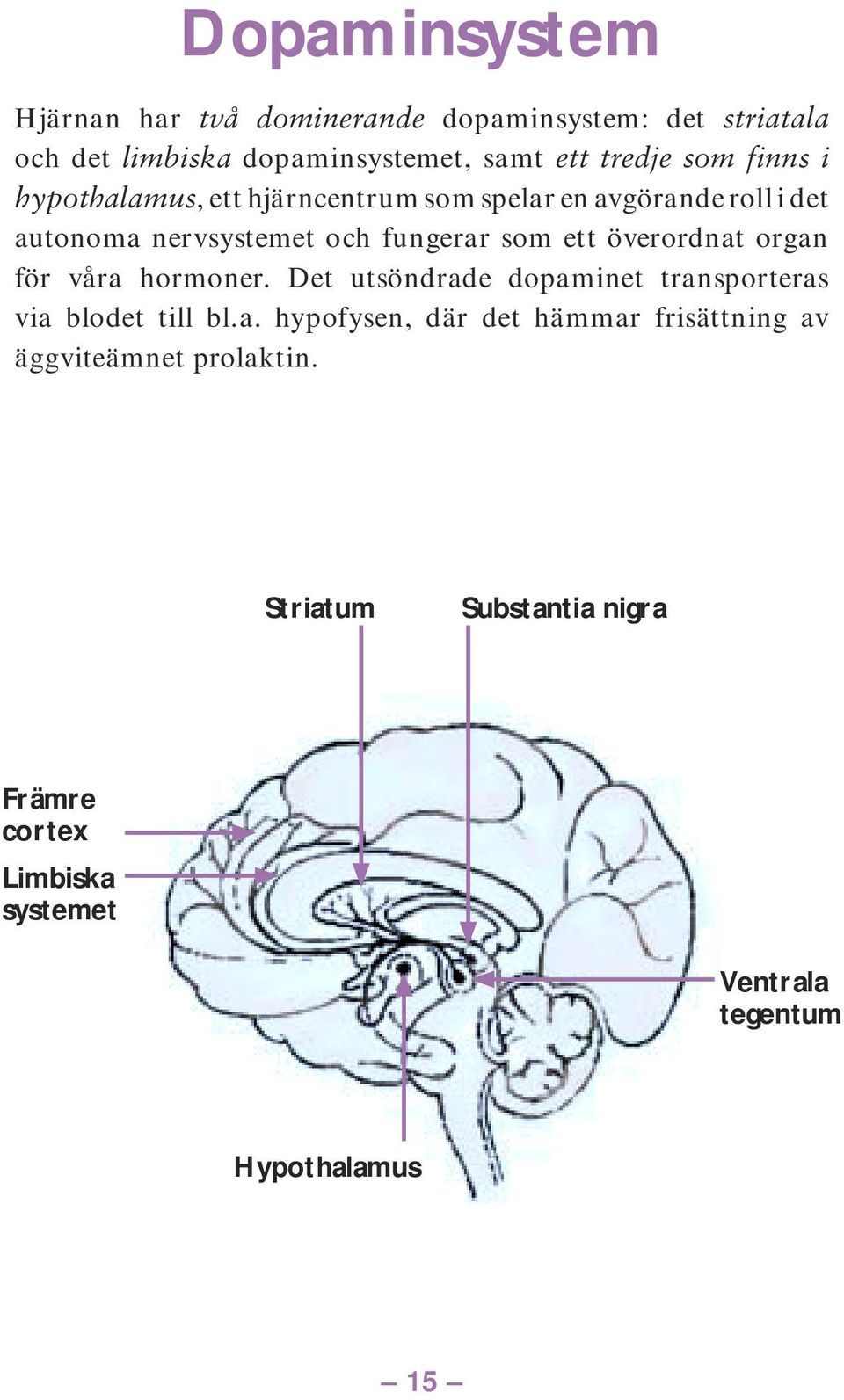 överordnat organ för våra hormoner. Det utsöndrade dopaminet transporteras via blodet till bl.a. hypofysen, där det hämmar frisättning av äggviteämnet prolaktin.