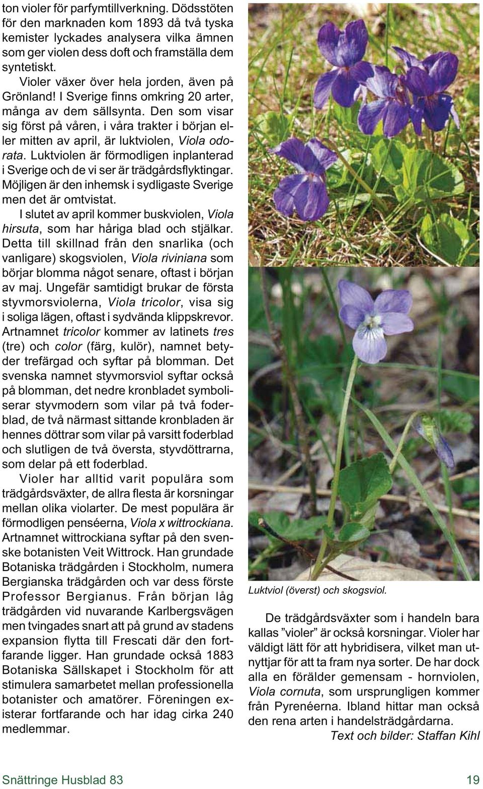 Den som visar sig först på våren, i våra trakter i början eller mitten av april, är luktviolen, Viola odorata. Luktviolen är förmodligen inplanterad i Sverige och de vi ser är trädgårdsflyktingar.