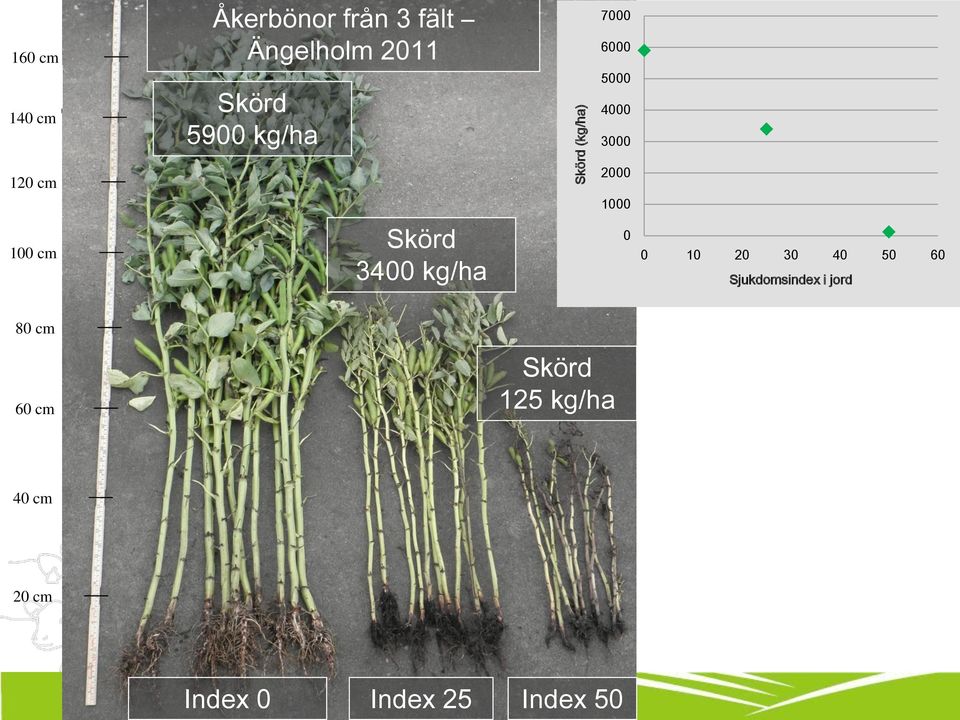 100 cm Skörd 3400 kg/ha 0 0 10 20 30 40 50 60 Sjukdomsindex i